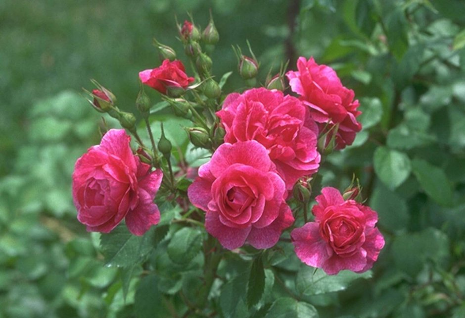 Роза чайно-гибридная Jacaranda