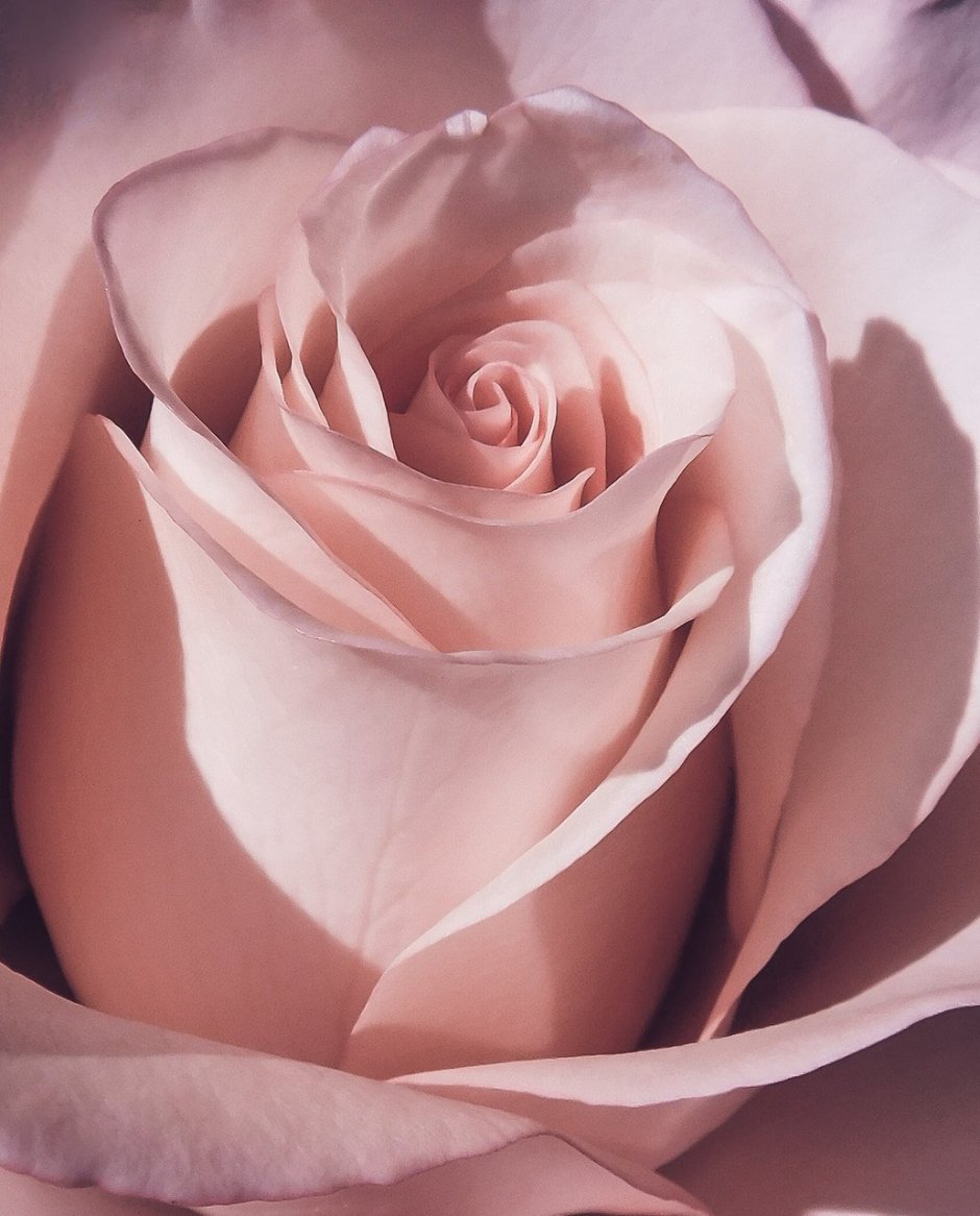 Пыльно пудровые розы сорта