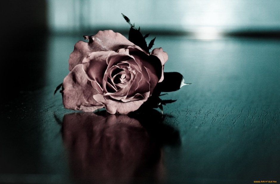 Цвет пепел розы