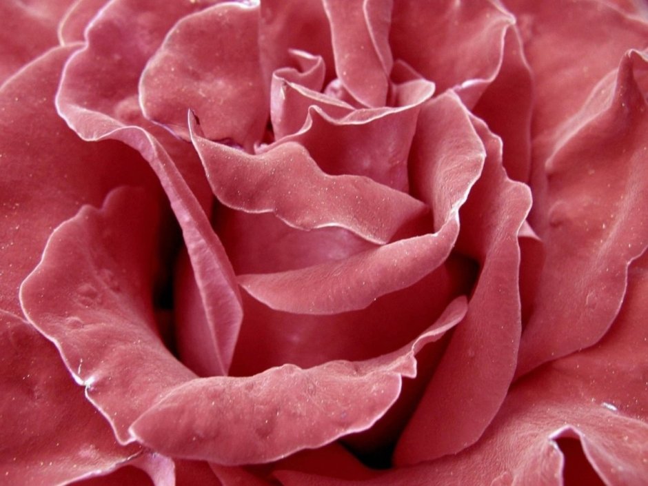 Бархатная розовая роза