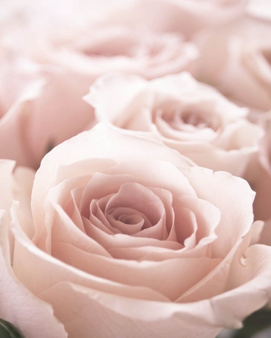 Светло розовые розы