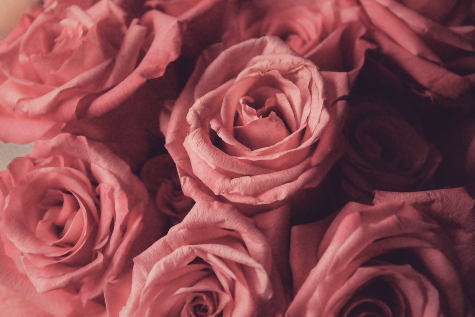 Розовые и кофейные розы для фона