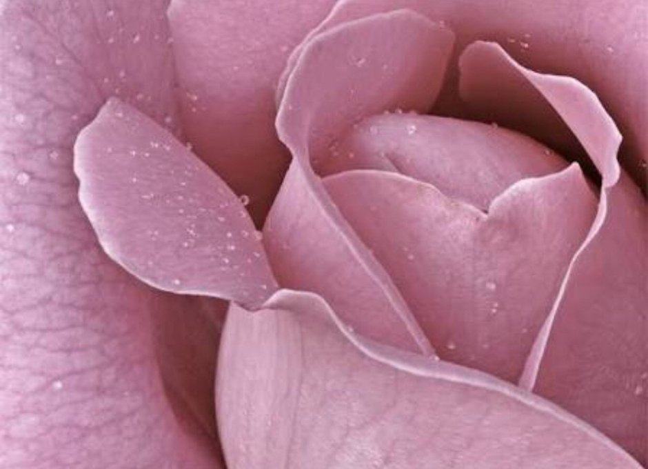 Пепельно розовые цветы