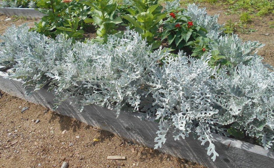 Цинерария Приморская куст (cineraria maritima)