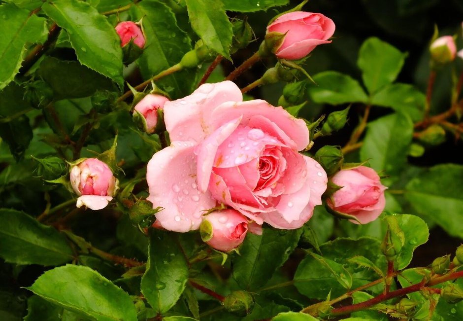Махровая роза