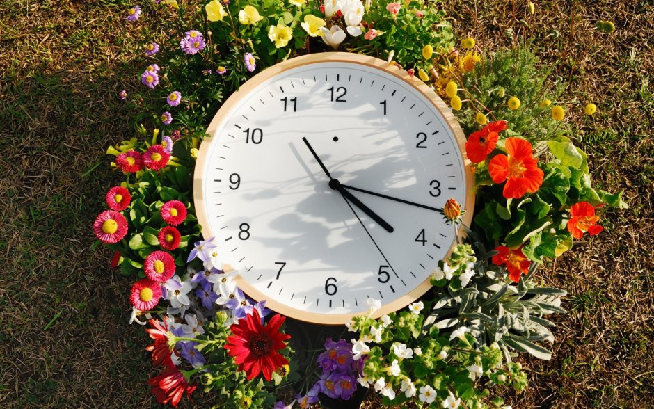 Цветочные часы растения