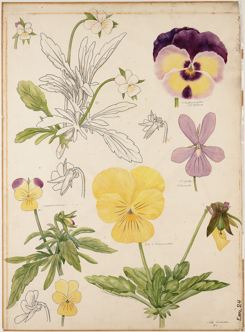 Виола Ботаническая иллюстрация