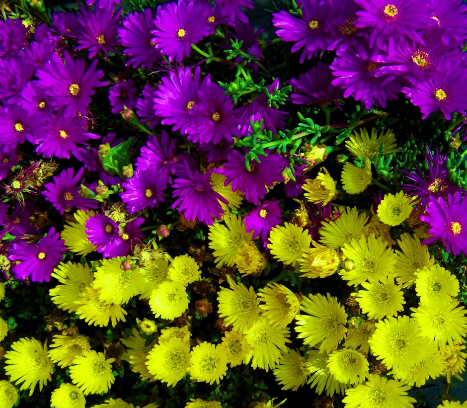 Желто фиолетовый цветник