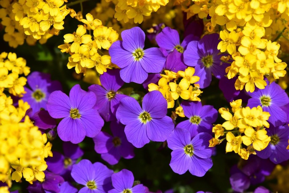 Желто фиолетовые цветочки