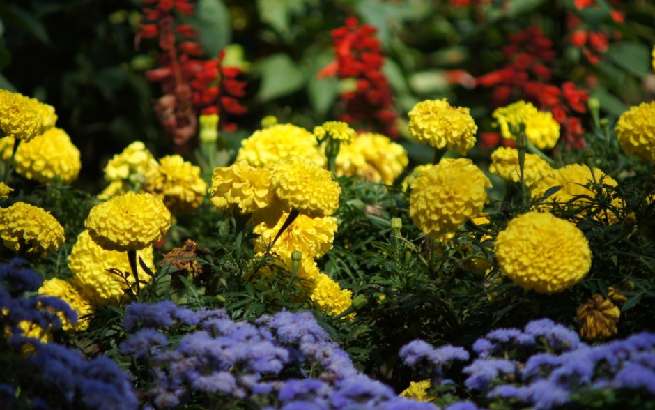 Желтые цветы на клумбе