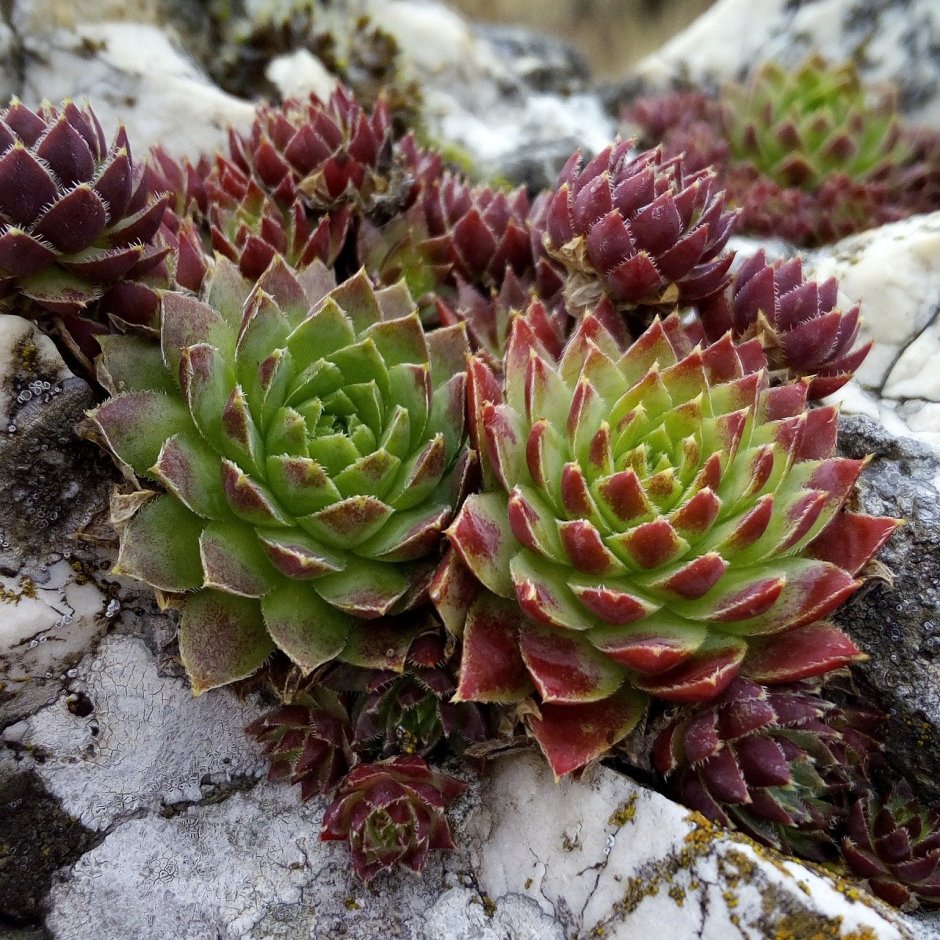 Кислица Oxalis acetosella