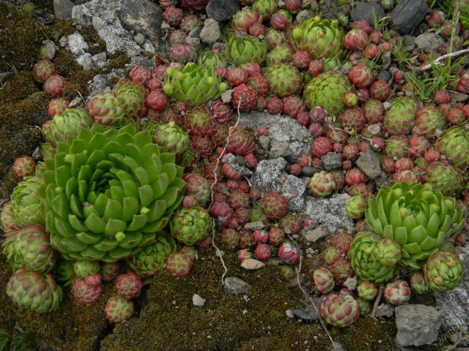 Sempervivum, семпервивум, живучка, каменная роза)