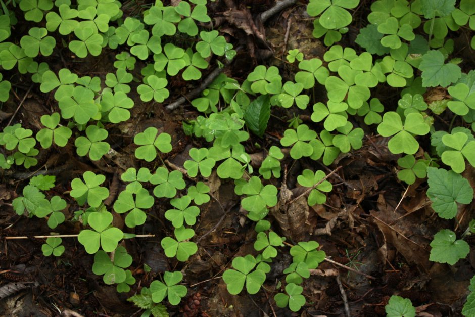 Кислица рожковая (Oxalis corniculata)