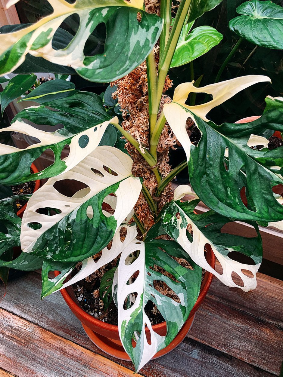 Монстера Адансона Monstera adansonii