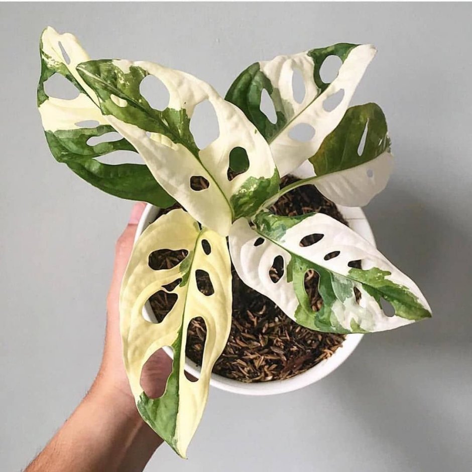 Монстера Адансона Monstera adansonii