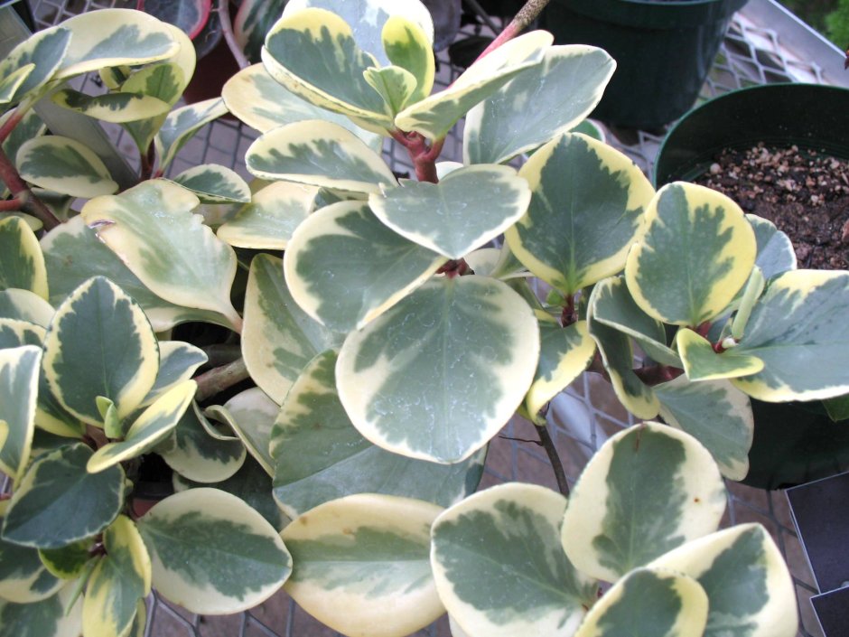 Пеперомия туполистная variegata