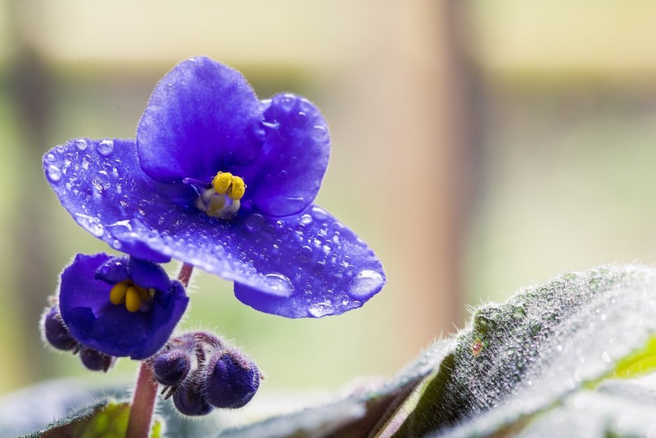Фиалка рогатая (Viola cornuta)