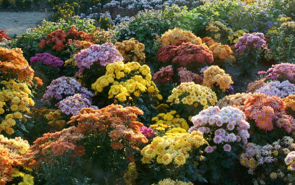 Многолетние долгоцветущие хризантемы