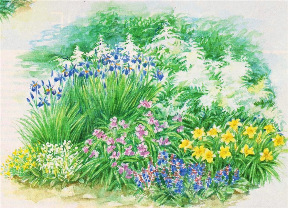 Цветник для солнечных мест ирисы Флоксы лилейники