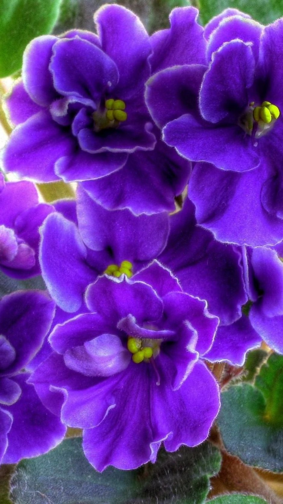Сорт фиалки узамбарской фиолетовая