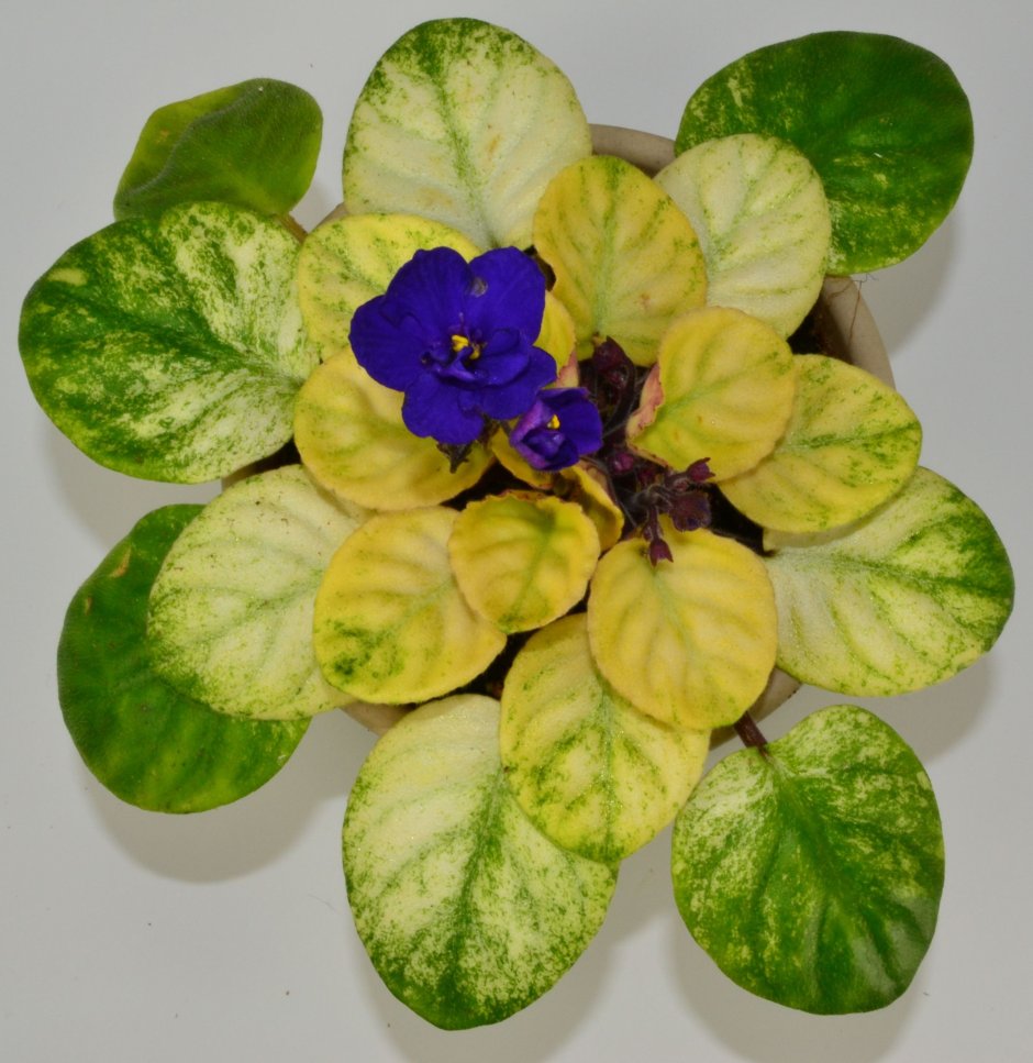 Фиалка African Violet Ness