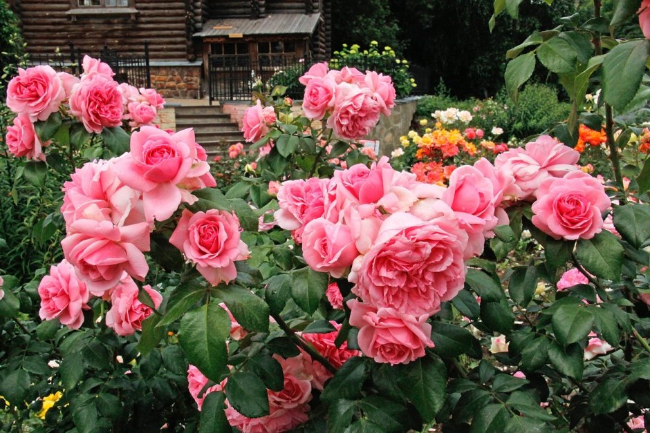 Роза Садовая флорибунда