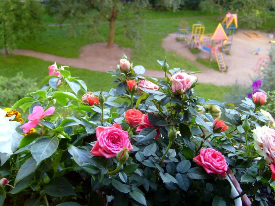 Клумба с чайными розами