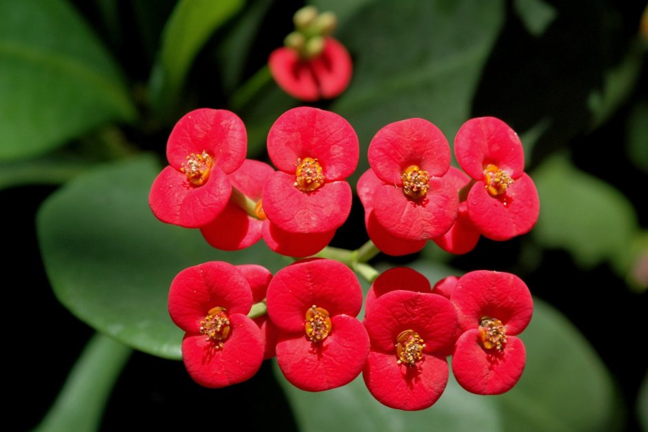 Колючее растение с красными