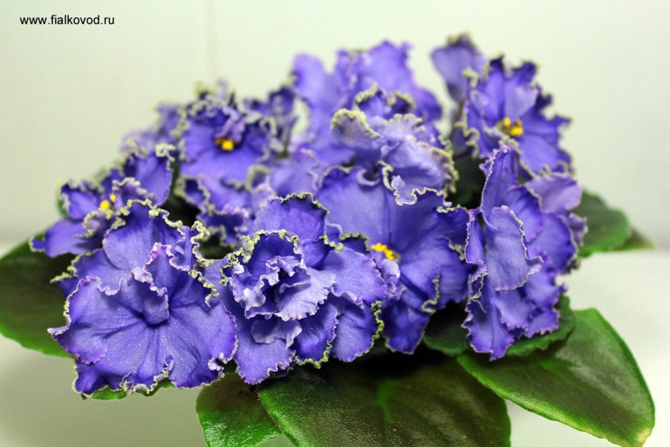 Фиалка African Violet