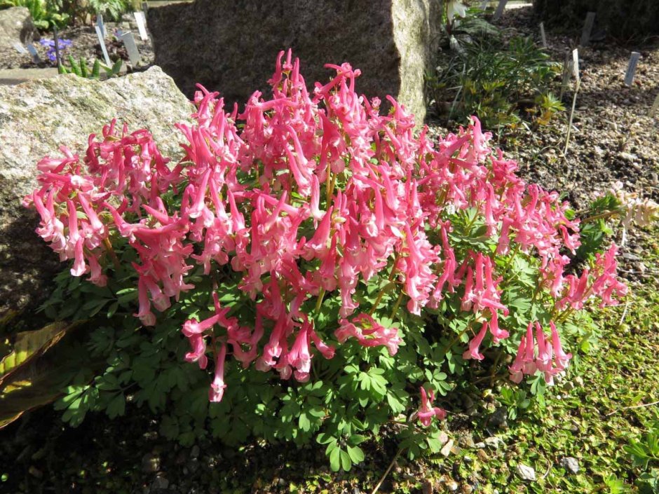 Хохлатка (Corydalis) бет Эванс