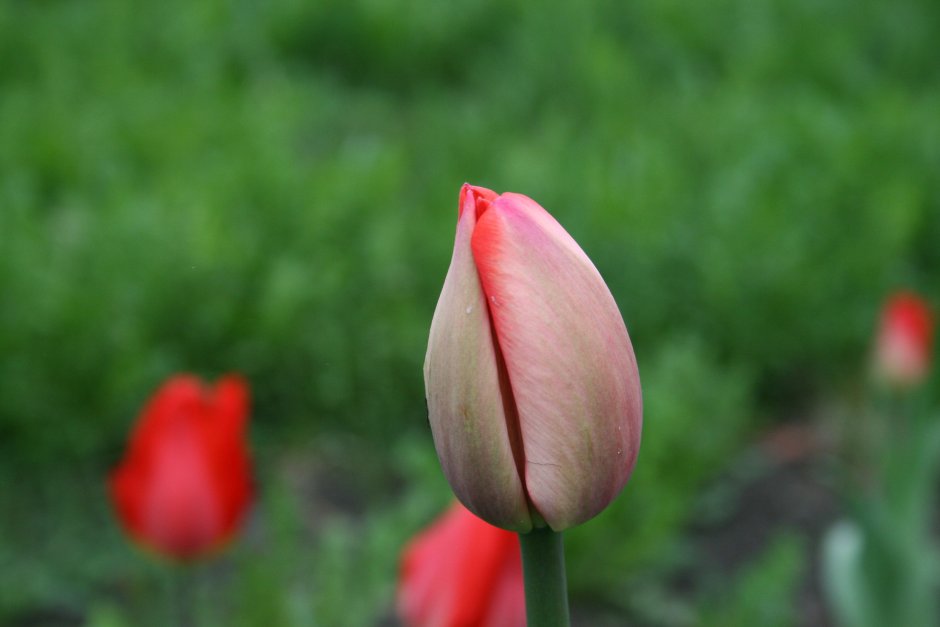 Лист тюльпана
