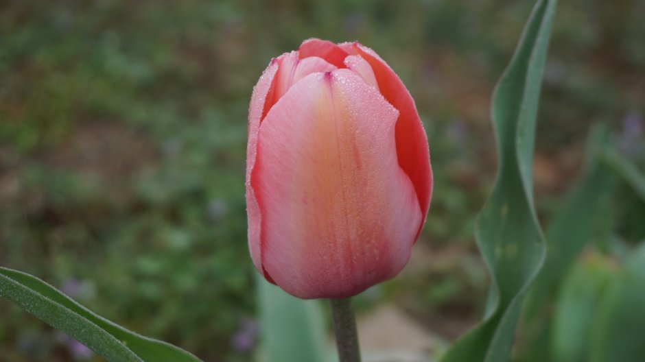 Tulipa (тюльпан) Qatar Катар