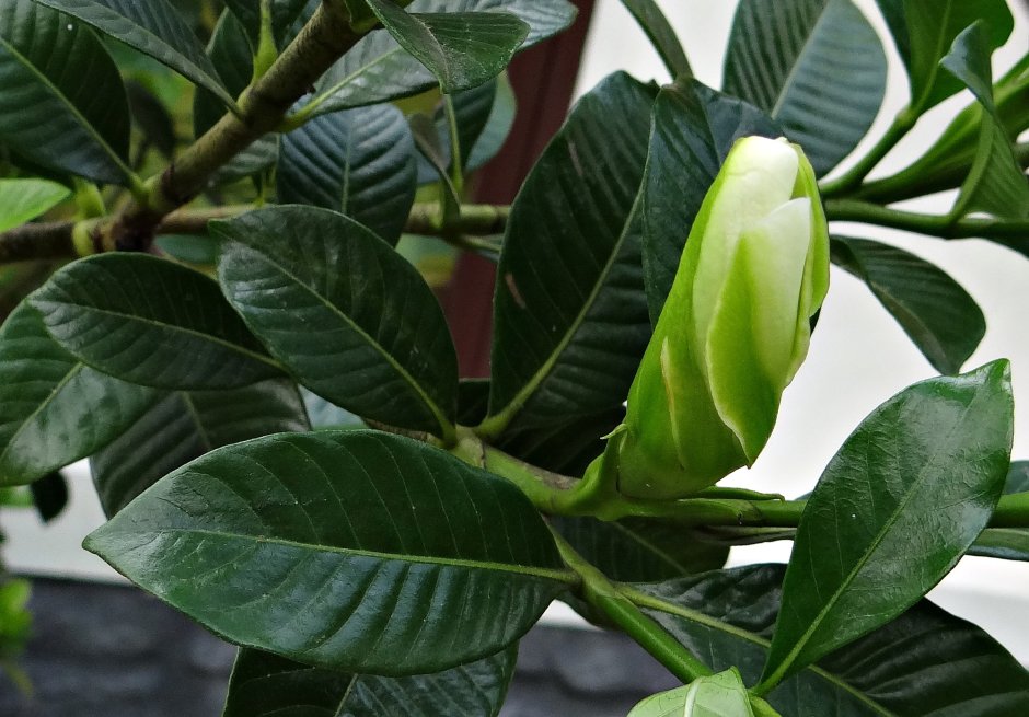 Rubiaceae gardenia