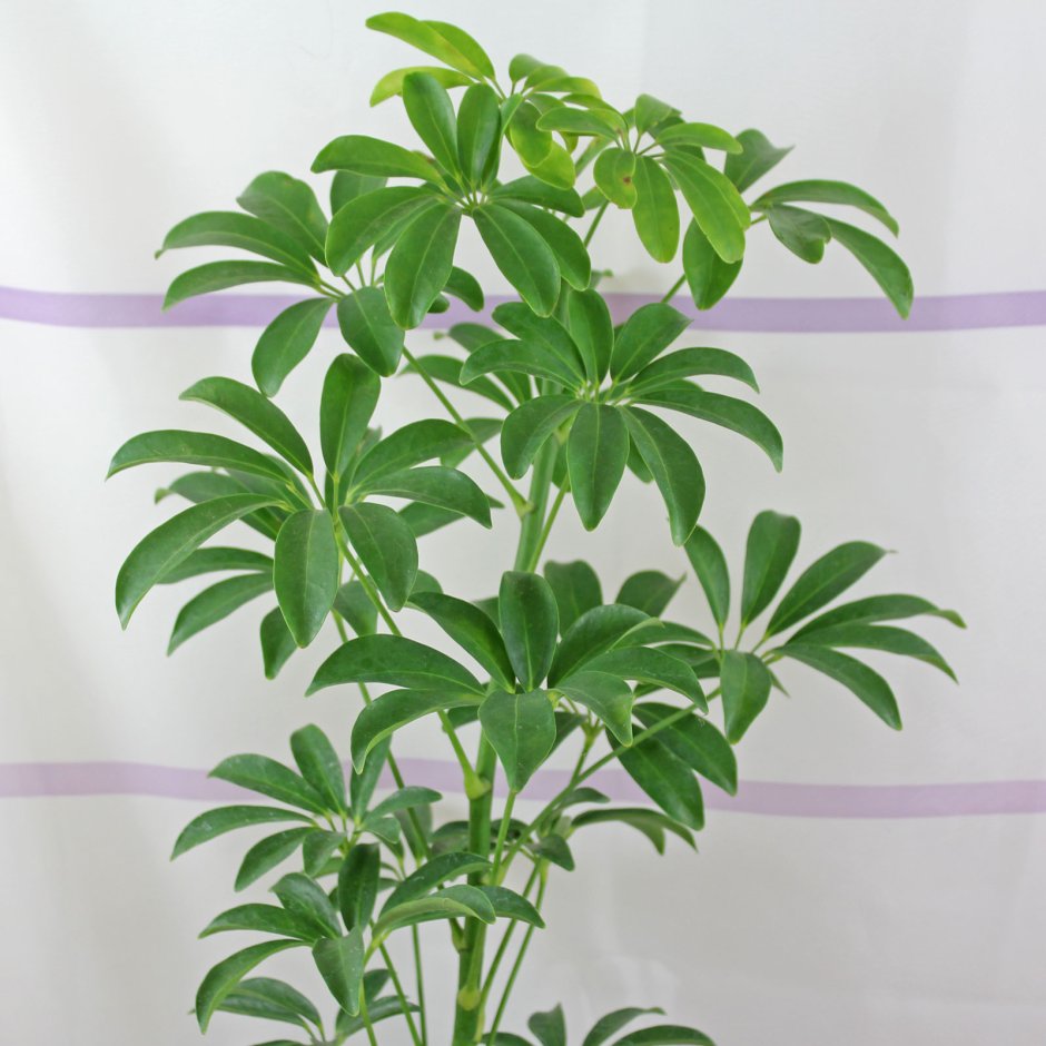 Шеффлера древовидная Schefflera arboricola