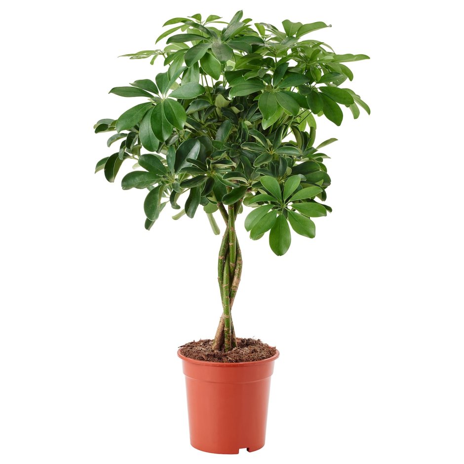 Шеффлера древовидная Schefflera arboricola