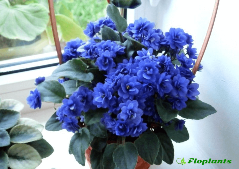 African Violet Saintpaulia Hybrid (фиалка белая Королева)