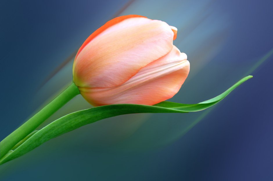 Лепесток тюльпана
