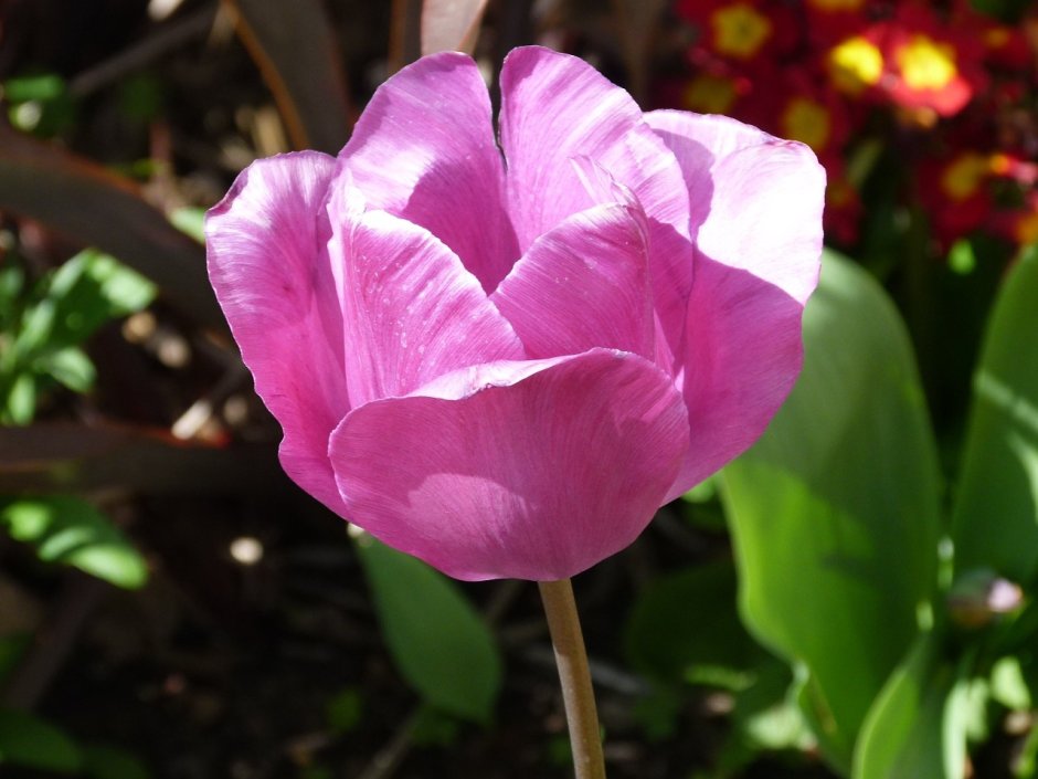 Tulipa up Pink