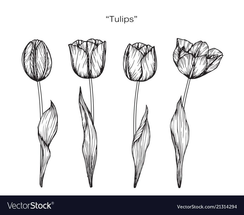 Тюльпаны линейный рисунок