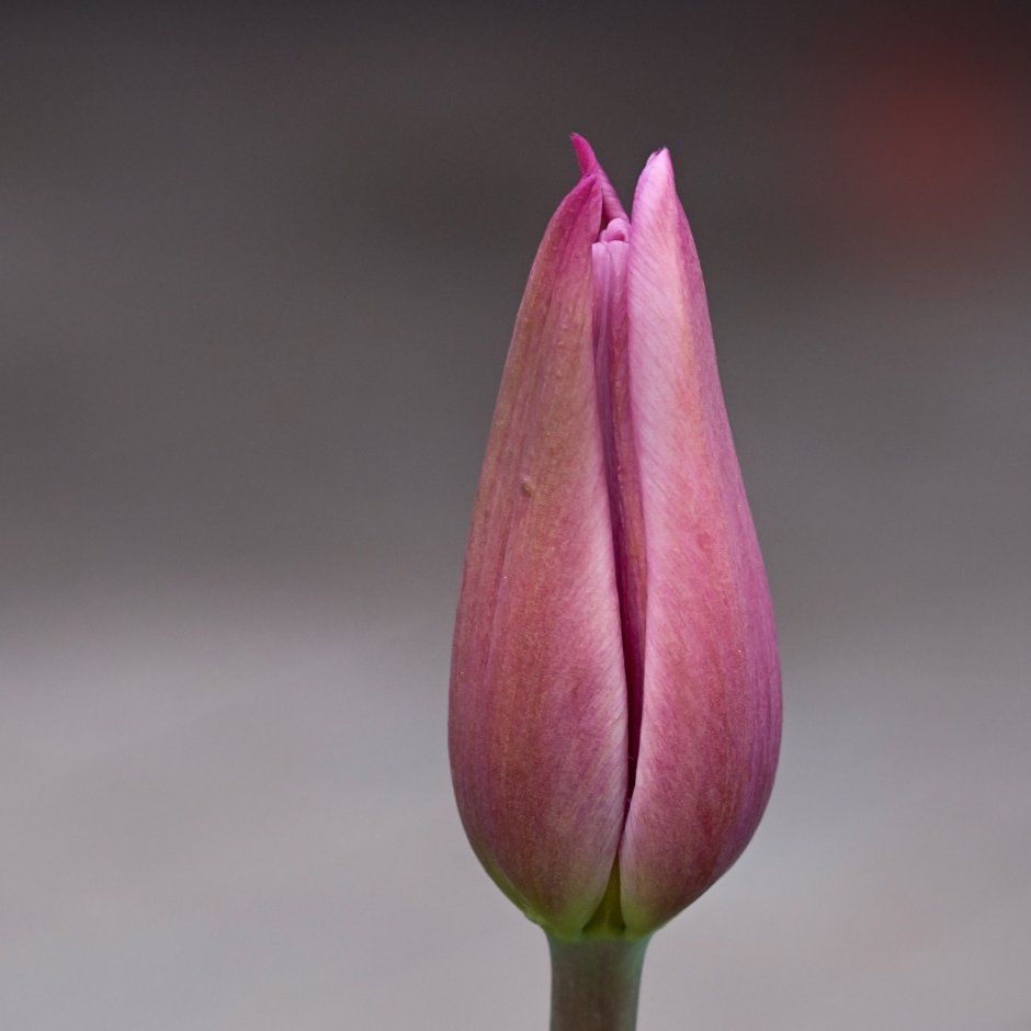 Тюльпан Лемана - tulipalehmanniana