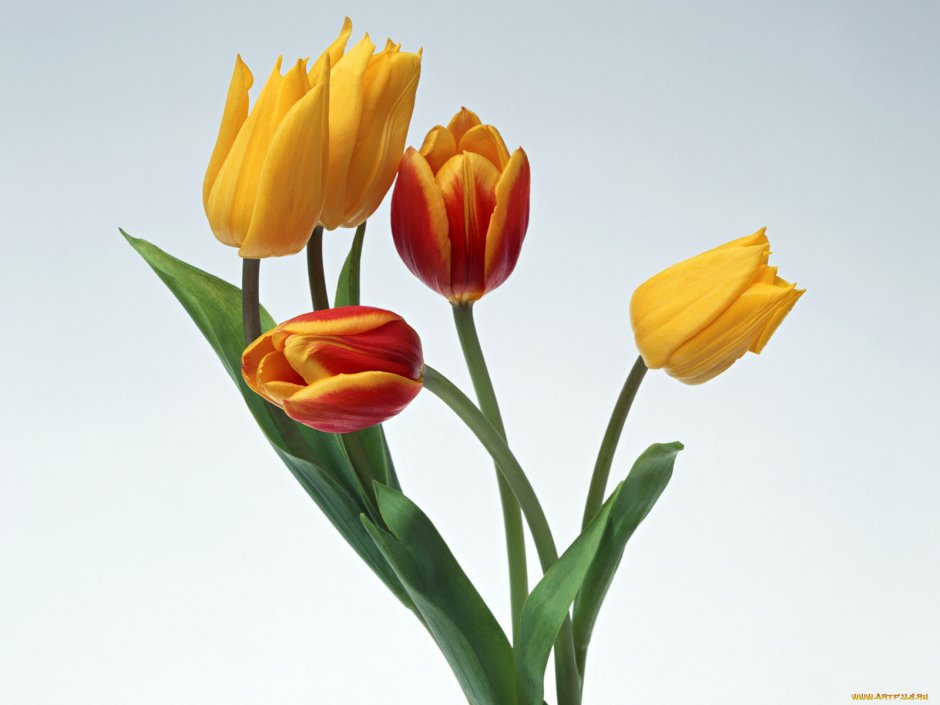 Желтые тюльпаны
