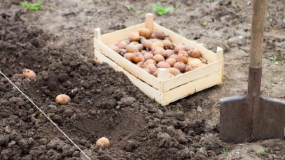 Вырастить картофель в ведре