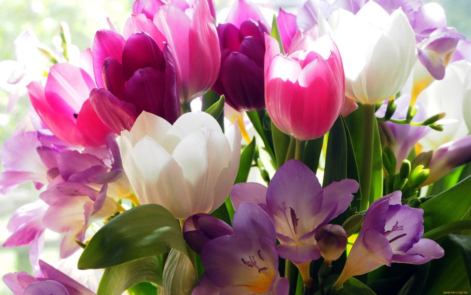 Цветы тюльпаны крокусы