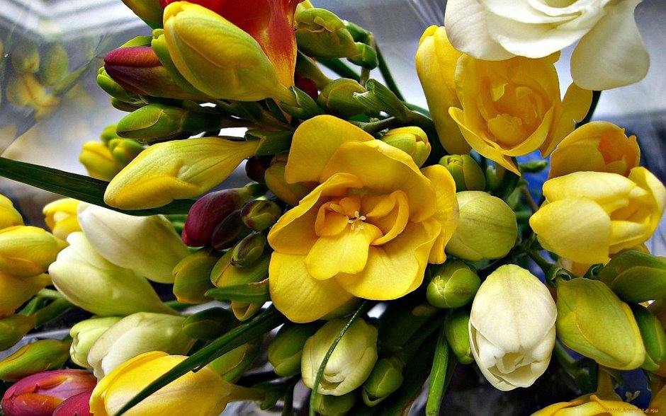 Фрезии цветы с 8 марта