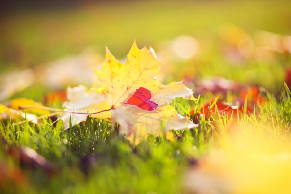 Осенние листья и солнце
