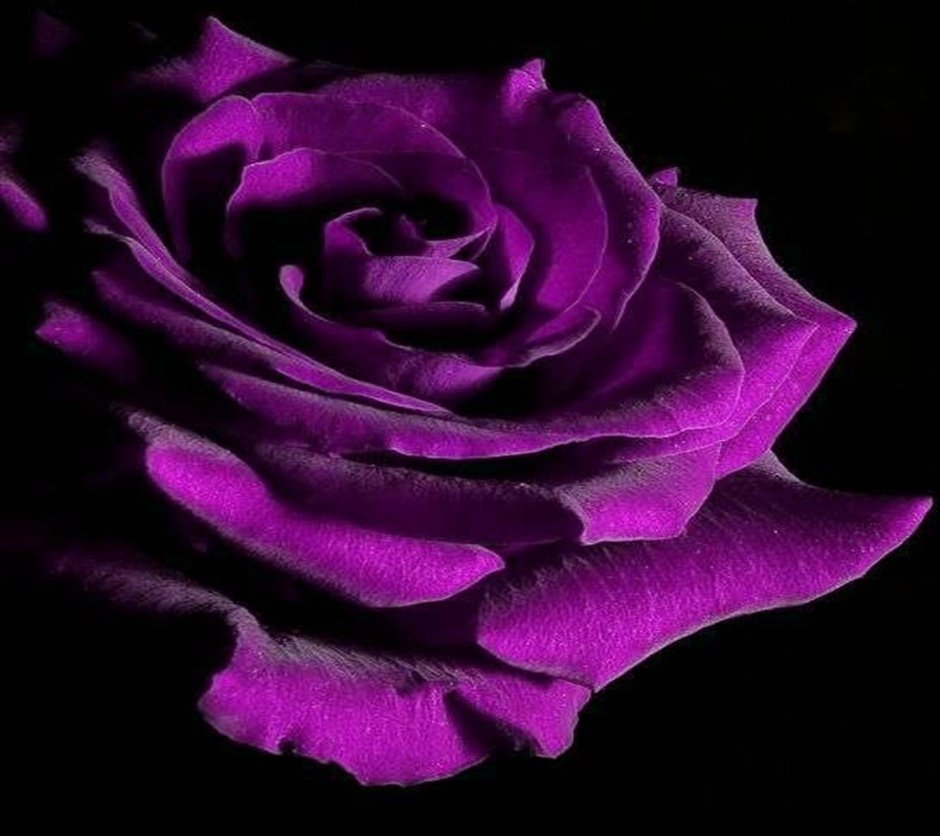 Насыщенный пурпурный цвет