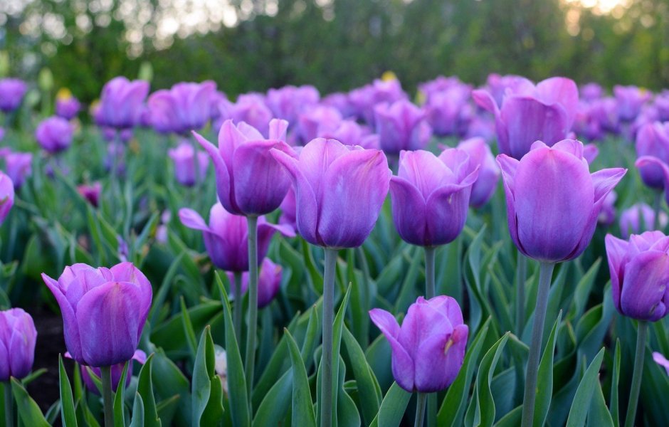 Фото желто фиолетовые тюльпаны в траве