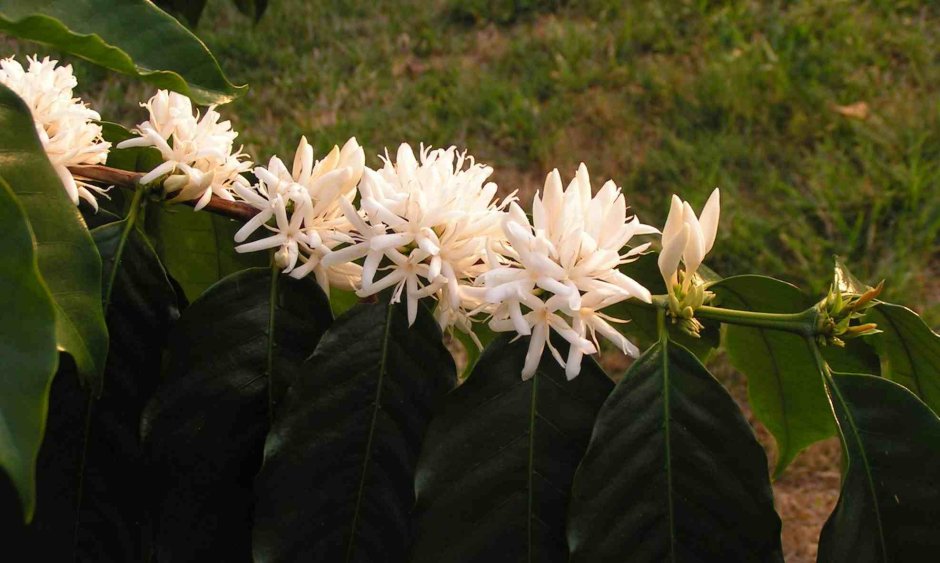 Кофе Арабика растение цветение