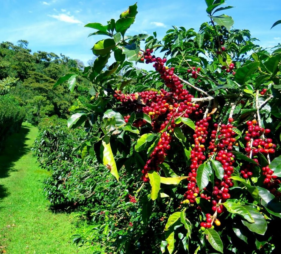 Кофе Арабика (Coffea);