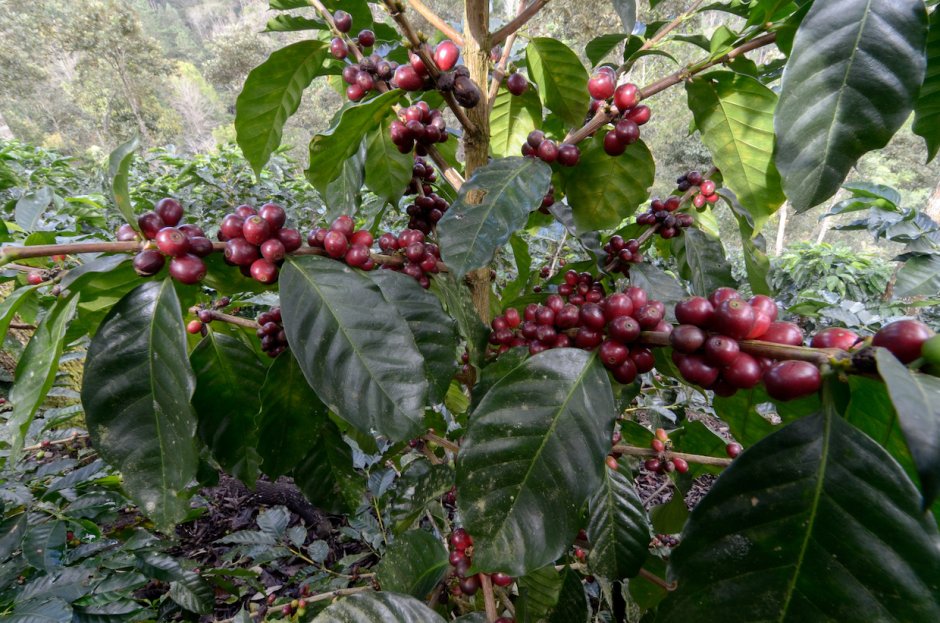 Никарагуа кофейное дерево